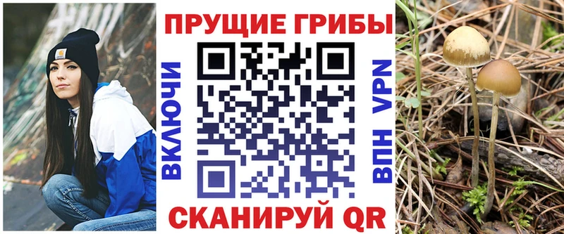 Купить закладки  Балахна  Псилоцибиновые грибы MAGIC MUSHROOMS 